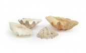 FOUR GIANT CLAM SHELLSFour Gia