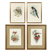 FOUR GOULD AND RICHTER ORNITHO
