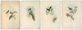 Four Gould hummingbird prints,