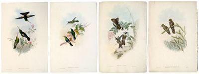 Four Gould hummingbird prints,