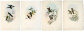 Four Gould hummingbird prints,