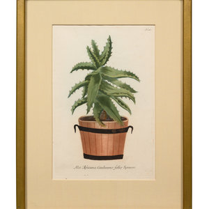 Four Hand-Colored Botanical