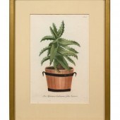 Four Hand-Colored Botanical En