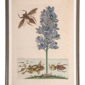 Four Hand-Colored Botanical En
