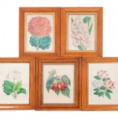 Four Hand-Colored Botanical Li