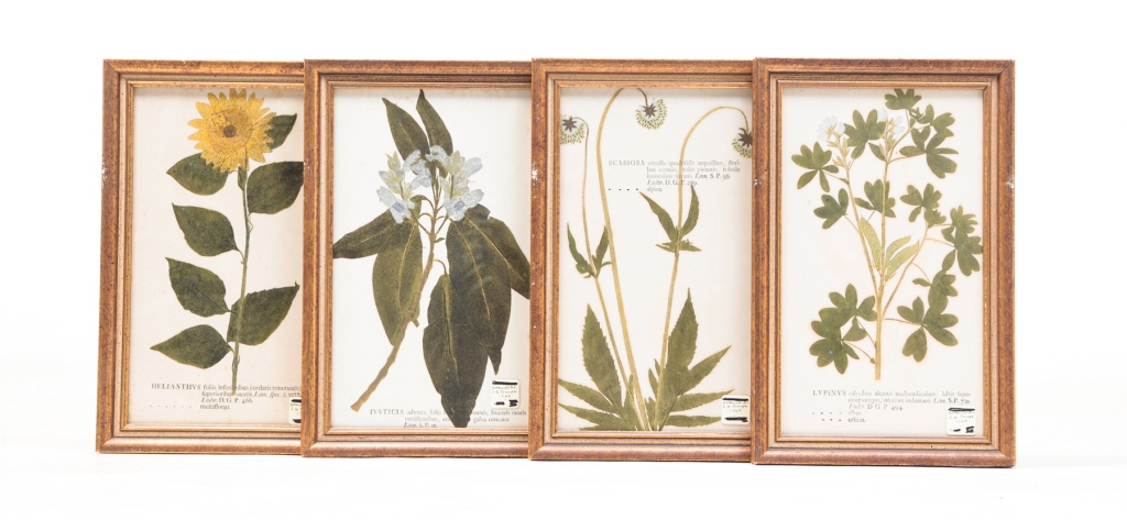 FOUR HAND-COLORED BOTANICAL PRINTS.