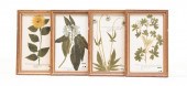 FOUR HAND-COLORED BOTANICAL PR