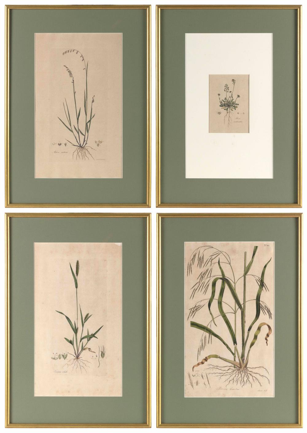 FOUR HAND-COLORED BOTANICAL