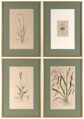 FOUR HAND-COLORED BOTANICAL PR