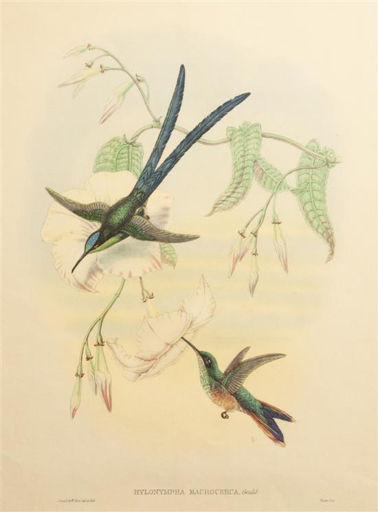 Four Handcolored Ornithological