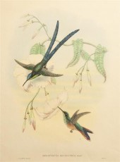 Four Handcolored Ornithologica