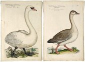 Four Johann Frisch engravings