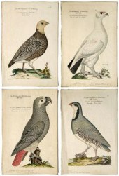 Four Johann Frisch engravings
