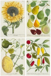 Four Johann Weinmann Botanical