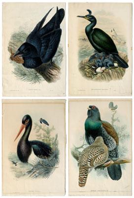 Four John Gould lithographs, birds: