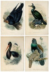 Four John Gould lithographs, b