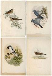 Four John Gould lithographs, b
