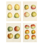 FOUR LITHOGRAPHS FROM  PYRUS M
