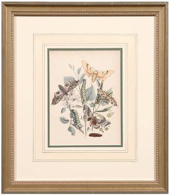 Four lithographs of insects: