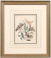Four lithographs of insects: i