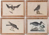 FOUR MARK CATESBY PRINTS, 1731