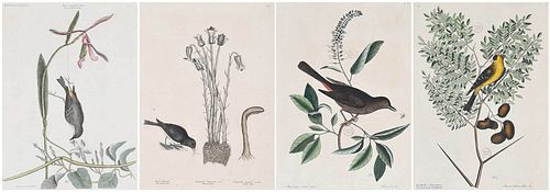 FOUR MARK CATESBY SONGBIRD