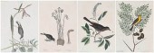 FOUR MARK CATESBY SONGBIRD ENG