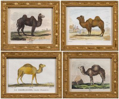 Four miniature camel prints: