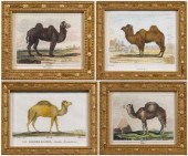 Four miniature camel prints: &