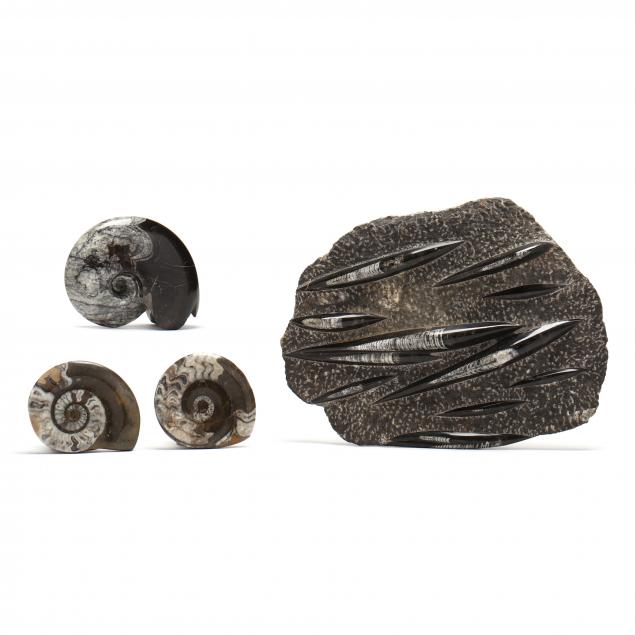 FOUR MOROCCAN FOSSILS To include an