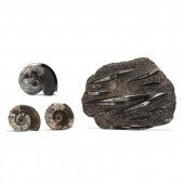 FOUR MOROCCAN FOSSILS To inclu