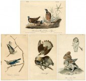 Four octavo Audubon prints: &q