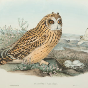 Four Ornithological prints from