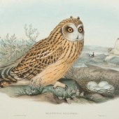 Four Ornithological prints fro