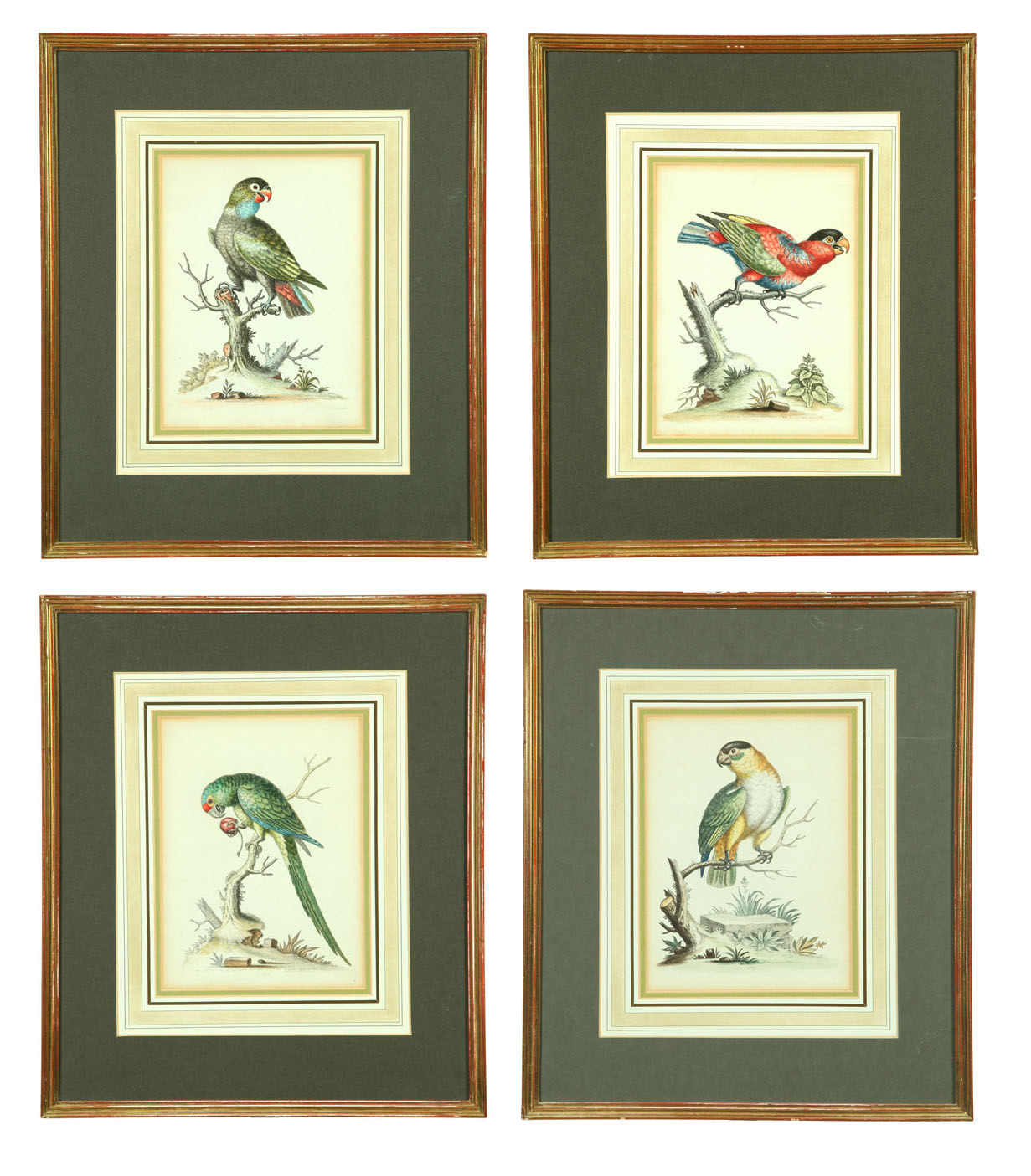 FOUR ORNITHOLOGY PRINTS AFTER