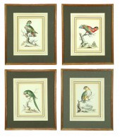 FOUR ORNITHOLOGY PRINTS AFTER