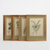 FOUR REDOUTE ENGRAVINGS, TRAIT