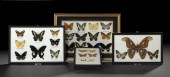 Four Shadowboxed Butterfly and