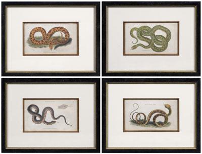 Four snake engravings: Ringed