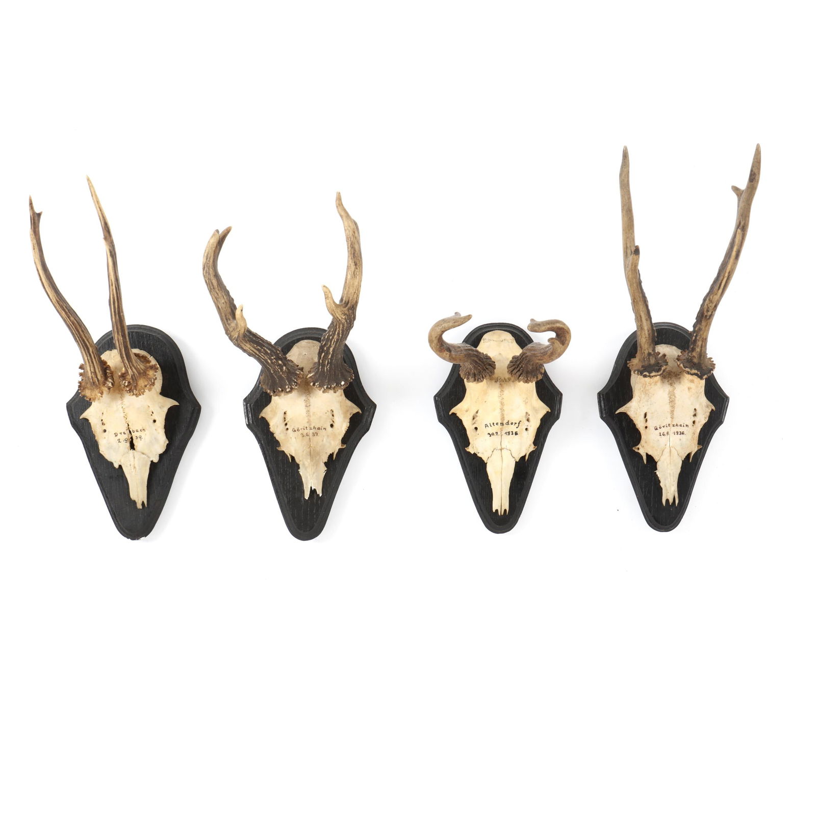 FOUR VINTAGE GERMAN TAXIDERMIST