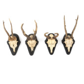 FOUR VINTAGE GERMAN TAXIDERMIS