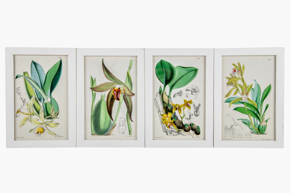 FOUR WORKS OF ORCHIDSetchings, each