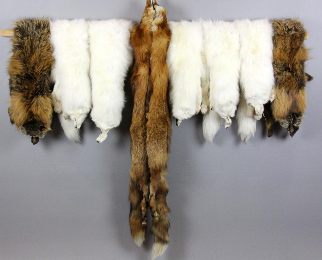 Fox Pelts 5 White & 4