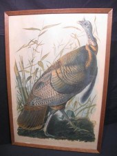 Framed Audubon chromolithograp