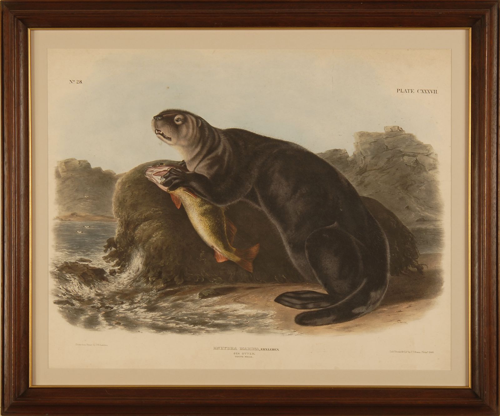 FRAMED AUDUBON ELEPHANT FOLIO