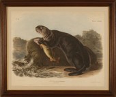 FRAMED AUDUBON ELEPHANT FOLIO