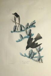 FRAMED AUDUBON ELEPHANT FOLIO