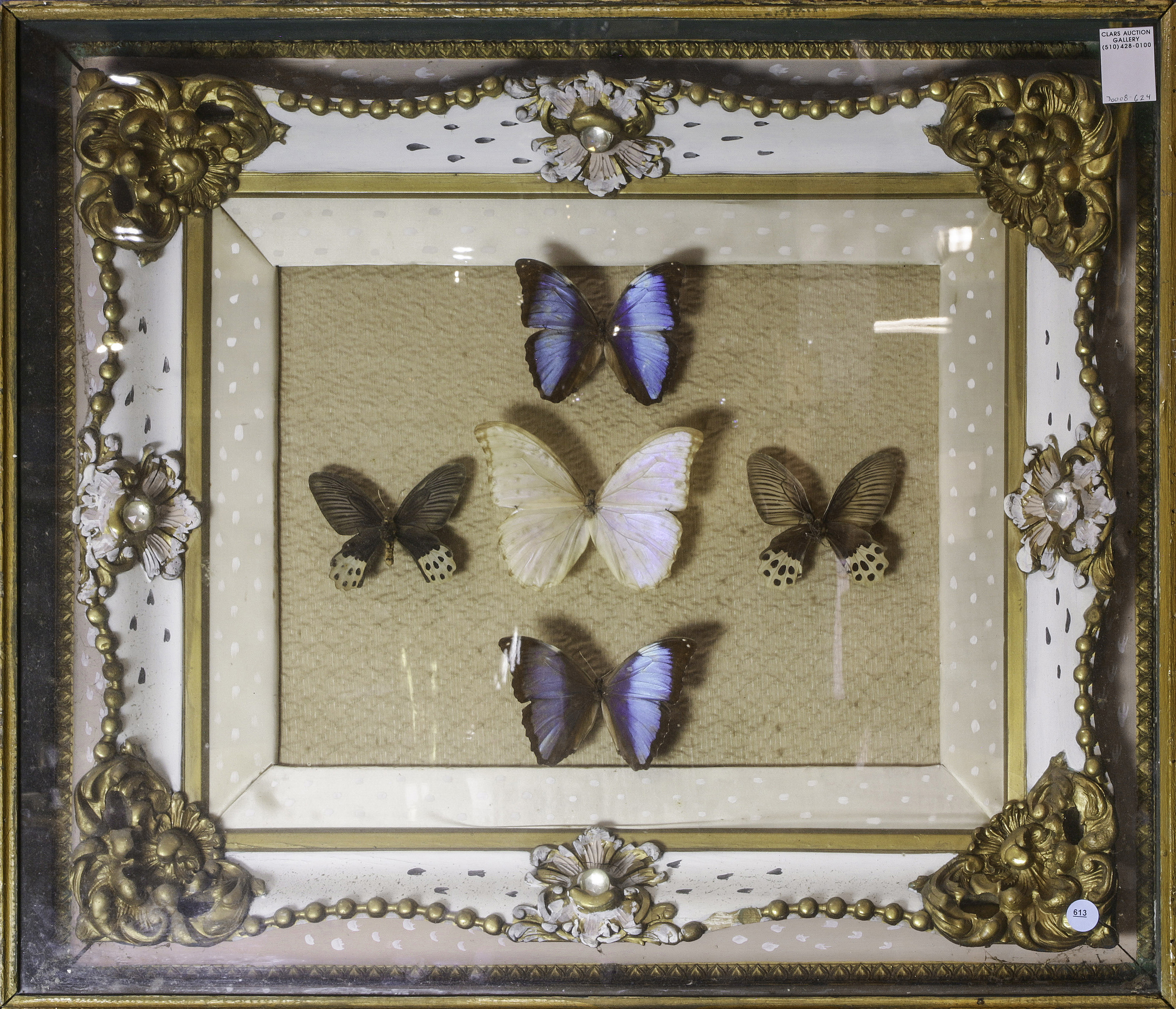 FRAMED BUTTERFLY SPECIMENS IN
