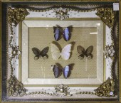 FRAMED BUTTERFLY SPECIMENS IN