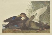 FRAMED 'DUSKY DUCK' PRINT AFTE